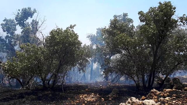 آتش‌سوزی جنگل‌های گچساران پس از ۷ شبانه روز مهار و کنترل شد