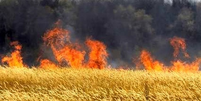 میانکاله در محاصره آتش میانکاله در محاصره آتش