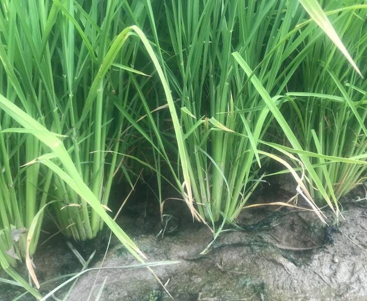 کشت برنج با آبیاری زیرسطحی