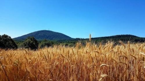  افزایش تحمل گیاهان در برابر گرما با کمک یک ژن جدید