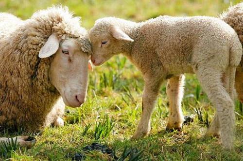 کشتار دام‌های مولد با شتاب زیادی ادامه دارد