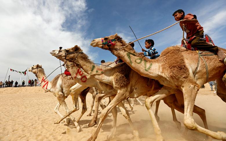 عکس/ شترسواری در غزه