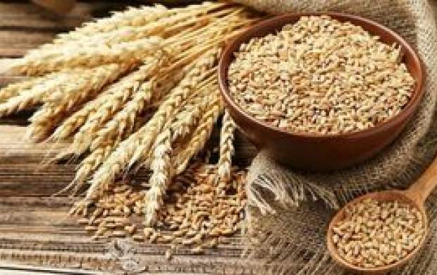 فواید جوانه گندم برای سلامتی بدن
