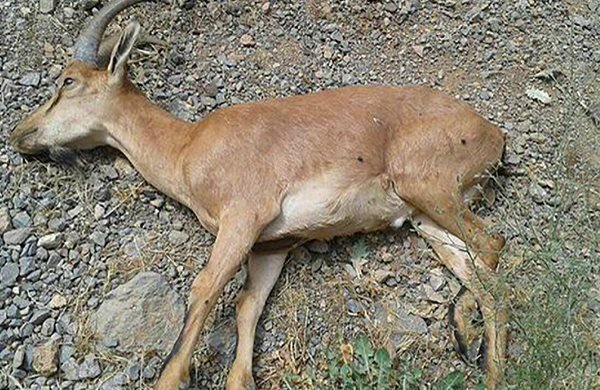  طاعون نشخوارکنندگان در کمین حیات وحش کشور