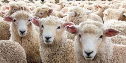  راهکار برای تعادل دام و پایداری قیمت گوشت قرمز
