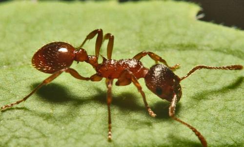  نمایی نزدیک از شکار مورچه
