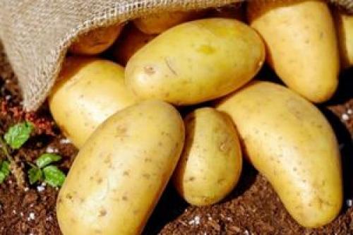 چه سیب زمینی‌هایی را نباید مصرف کرد؟