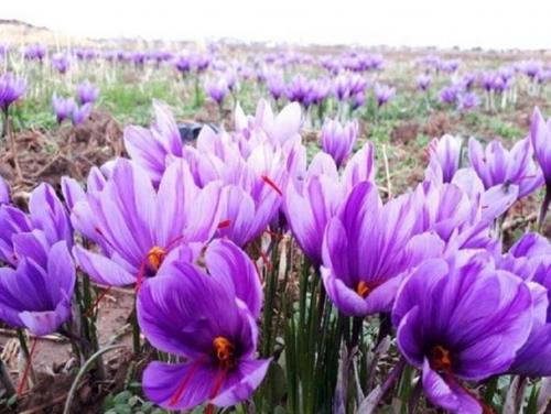 بزرگترین مزرعه طلای سرخ ایران در انتظار آگروتوریسم جهانی