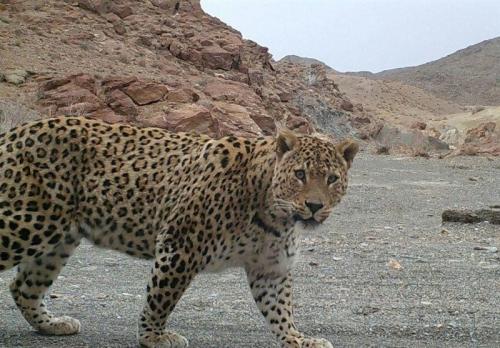 ثبت تصاویر پلنگ برای اولین بار در منطقه آزاد براریگ بافق