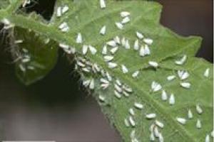 مگس‌ سفید بیماری ایجاد نمی‌کند 