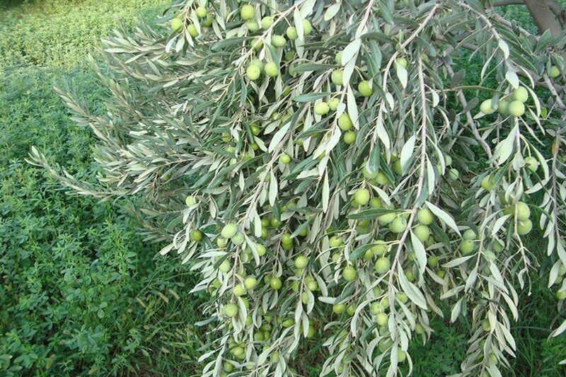 زنجان رتبه اول تولید زیتون در کشور 