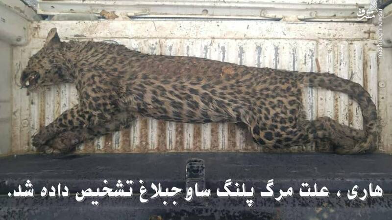 هاری نفس پلنگ ایرانی را بند آورد