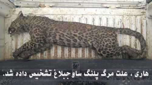 هاری نفس پلنگ ایرانی را بند آورد