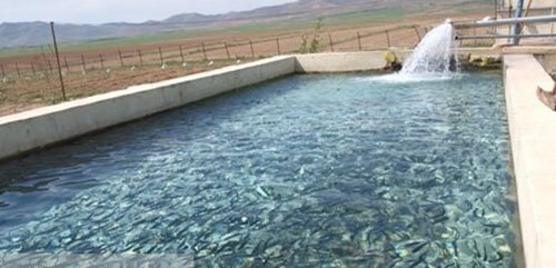  رتبه تخست ایران در تولید خاویار گونه فیل ماهی