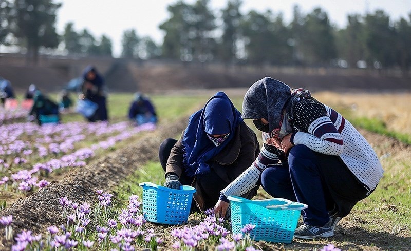  برداشت زعفران در مبارکه اصفهان 