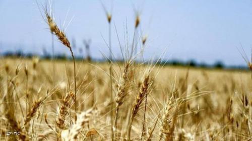  سطح زیر کشت گندم از ۶ میلیون هکتار فراتر می رود