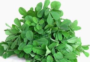  چربی‌خون خود را با این گیاه درمان کنید