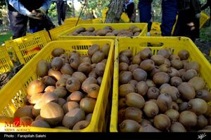  ماجرای کیوی‌های برگشت خورده از گمرک چه بود؟