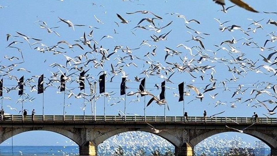 چشمه‌کیله غرق در هیاهوی پرندگان 