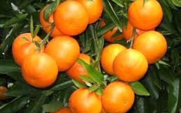 خواص جالب میوه پرطرفدار پاییزی