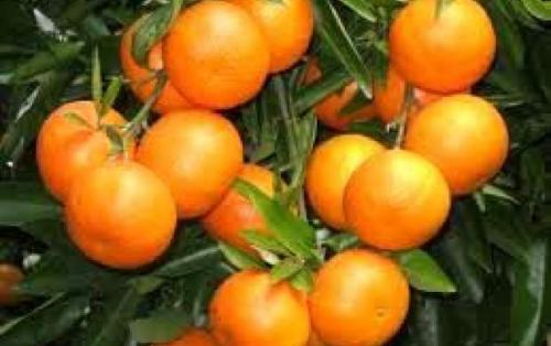 خواص جالب میوه پرطرفدار پاییزی
