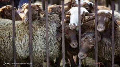  قیمت هر کیلو دام زنده اعلام شد