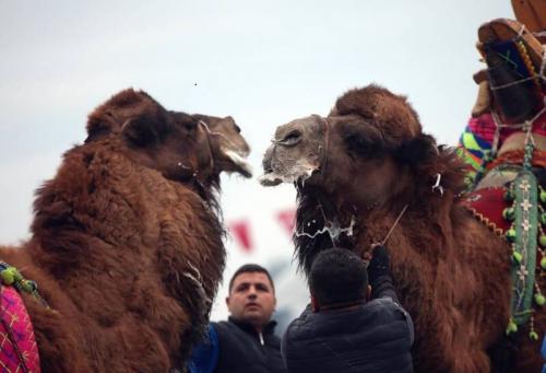 عکس/ جام‌جهانی کشتی شترها