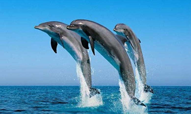 شنای دسته‌جمعی و دیدنی دلفین‌ها
