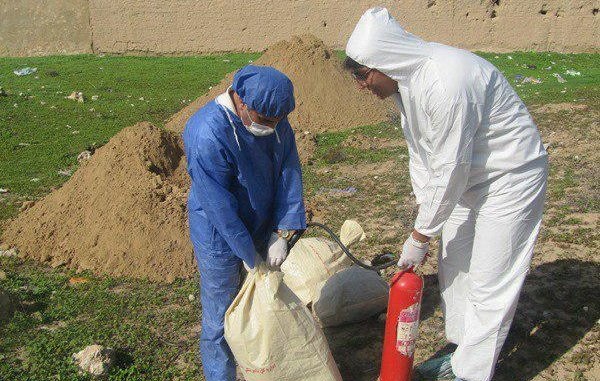 آنفلوآنزای فوق حاد پرندگان در گتوند