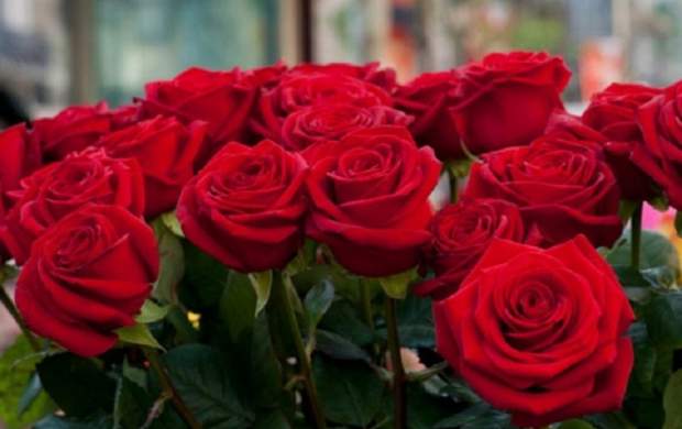 هر شاخه گل رز را برای روز مادر چند بخریم؟