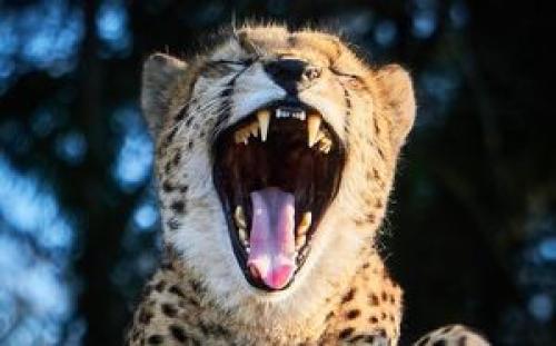  حمله پلنگ به دامدار لنگرودی
