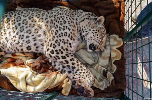  پلنگ باغ‌وحش ارم در جدال با مرگ و زندگی