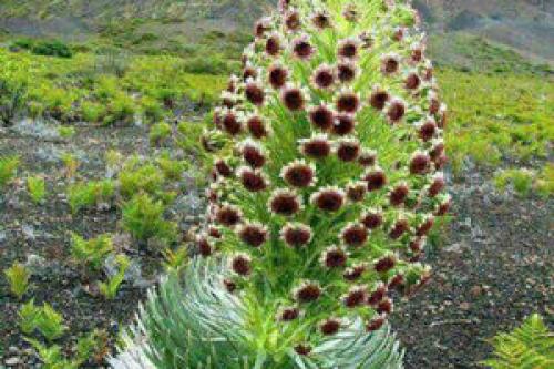 عکس/ این گل بسیار زیبا در بلوچستان می‌روید