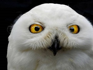 عکس/ دنیای دیدنی جغدها