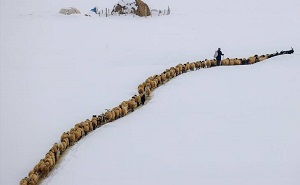 عکس/ نظم گوسفندی