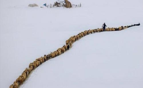 عکس/ نظم گوسفندی