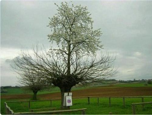 درخت دوبلکس