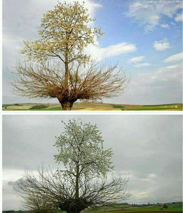  درخت دوبلکس