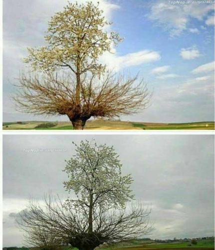  درخت دوبلکس