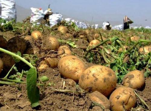  آغاز کشت قراردادی سیب‌زمینی و برنج از سال آینده