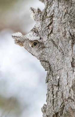 عکس/ استتار دیدنی جغد