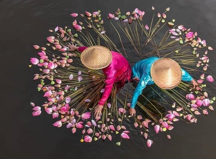 عکس/ قابی زیبا از برداشت نیلوفر آبی