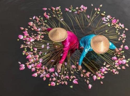 عکس/ قابی زیبا از برداشت نیلوفر آبی