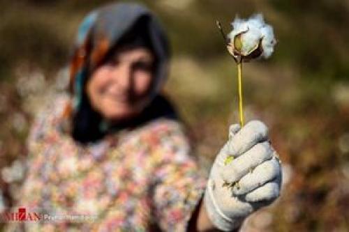 مصوبه اصلاح قانون خرید تضمینی پنبه ابلاغ شد