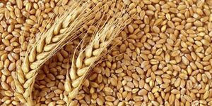  چرا صادرات گندم روسیه افزایش یافت