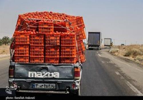  قیمت گوجه فرنگی به وضعیت عادی برگشت