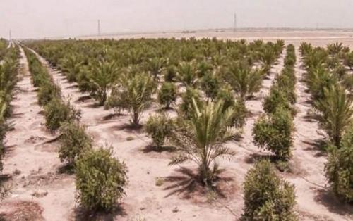 راهکار عراق برای کاهش چشمگیر ریزگردها