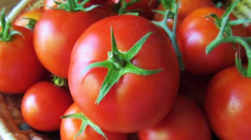  کاهش قیمت گوجه فرنگی 