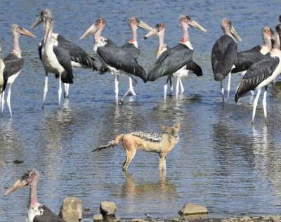 عکس/ جنگ شغال و لک لک