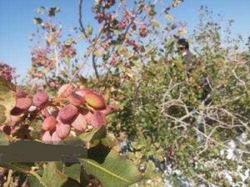 کاهش ۳۳ درصدی صادرات پسته در ۱۴۰۰